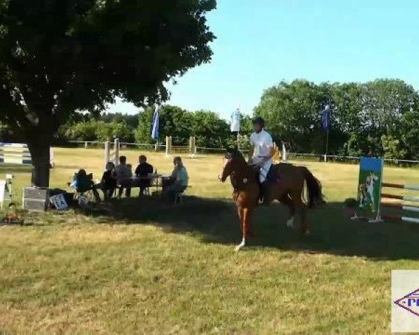 jumper Swixx (Hanoverian, 2006, from Stolzenberg)