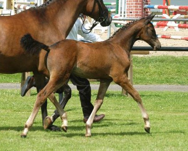 Springpferd Karmelita (Trakehner, 2009, von Gribaldi)