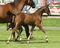 Springpferd Karmelita (Trakehner, 2009, von Gribaldi)