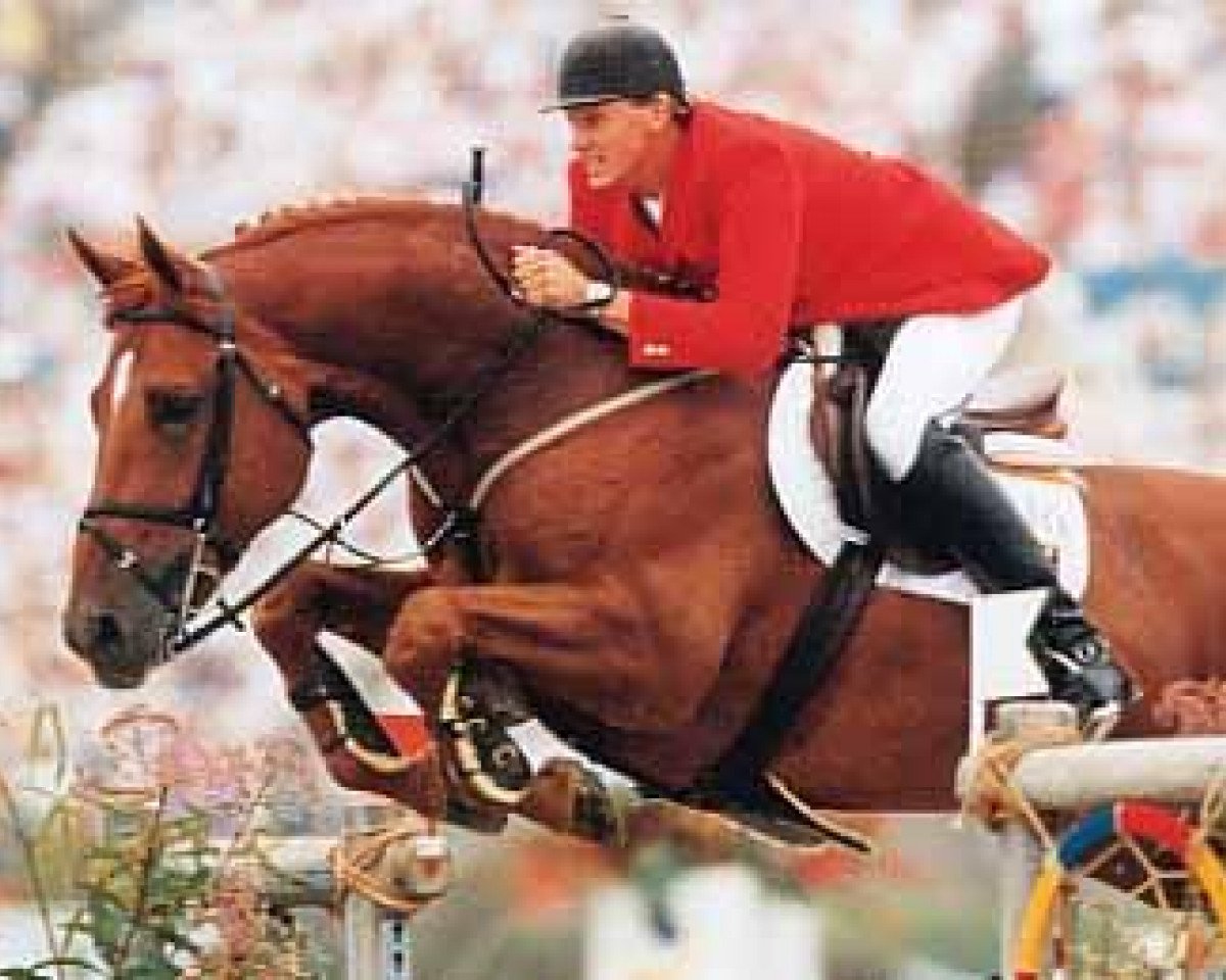 Deckhengst Jus de Pomme (Belgisches Warmblut, 1986, von Primo des Bruyères)