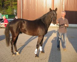 dressage horse Verus (German Riding Pony, 2008, from Veivel R)