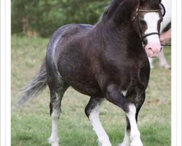 stallion Brynseion Cadivor (Welsh mountain pony (SEK.A), 2003, from Lapstone Ulysses)