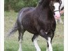 stallion Brynseion Cadivor (Welsh mountain pony (SEK.A), 2003, from Lapstone Ulysses)