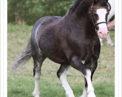 Deckhengst Brynseion Cadivor (Welsh Mountain Pony (Sek.A), 2003, von Lapstone Ulysses)