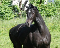 Pferd Hashira (Rheinländer, 2006, von Hochadel)