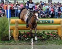 Springpferd Otis Barbotiere (Selle Français, 2002, von Quidam de Revel)