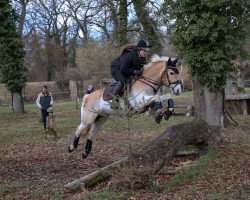 jumper Nektarius G (Haflinger, 2008, from Newos)