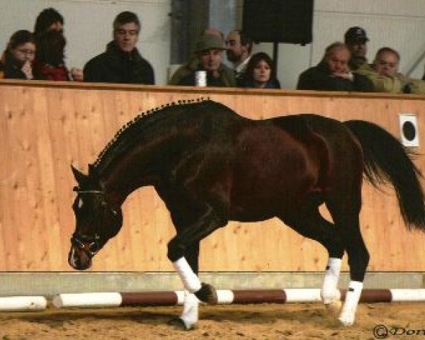 stallion Opernball (Trakehner, 1995, from Polarpunkt)