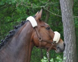 jumper Cavallo leggero (Württemberger, 2004, from Cavallieri xx)