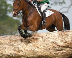 Pferd Imperial Cavalier (Irish Sport Horse, 1997, von Cavalier Royale)