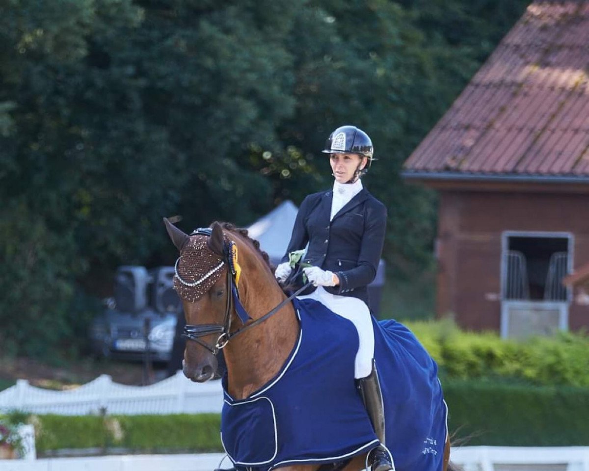 Dressurpferd Quintus Antonius (Hannoveraner, 2017, von Quantensprung 3)