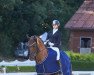 dressage horse Quintus Antonius (Hanoverian, 2017, from Quantensprung 3)