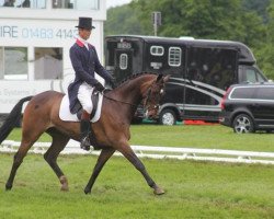 Pferd Löwenherz (Westfale, 2002, von Lancer III)