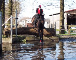 Pferd Mairi Laluna (Trakehner, 1996, von Lucito)