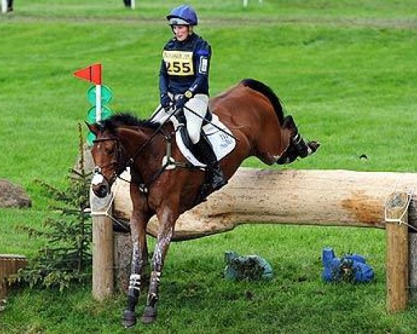 Pferd High Kingdom (Irish Sport Horse, 2001, von Master Imp xx)