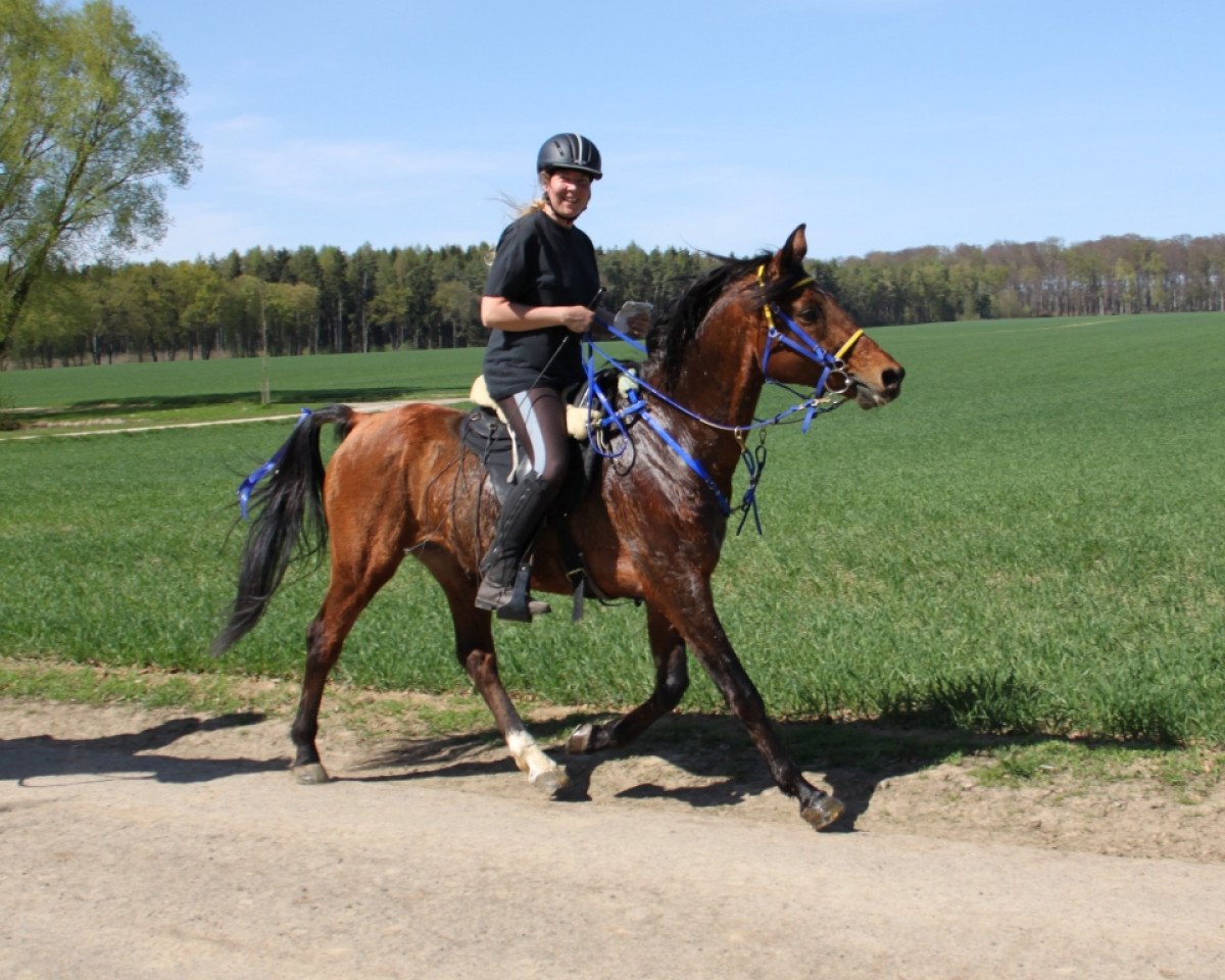 stallion Damaskus ox (Arabian purebred, 1996, from Drakon 1985 ox)