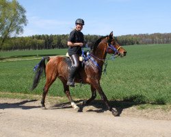 stallion Damaskus ox (Arabian thoroughbred, 1996, from Drakon 1985 ox)