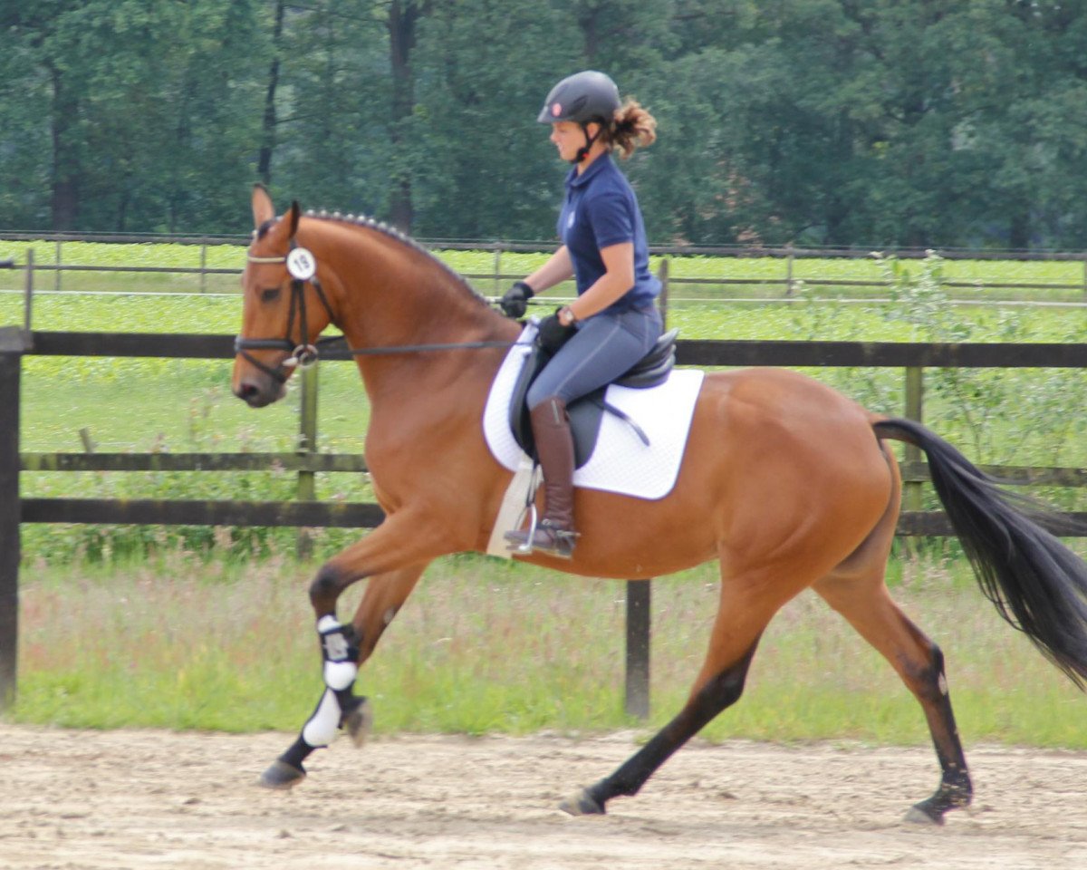 broodmare Lollypop 81 (Westphalian, 2009, from Love Me)