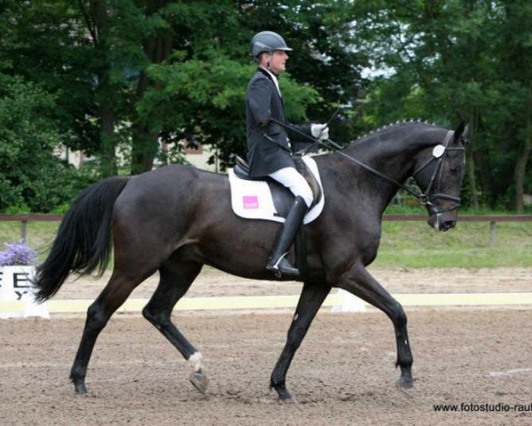 dressage horse Helios S (German Sport Horse, 2004, from Hoyo de Monterey)