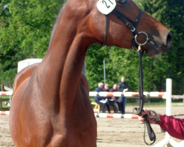 Zuchtstute Zarinja (Holsteiner, 2007, von Clearway)