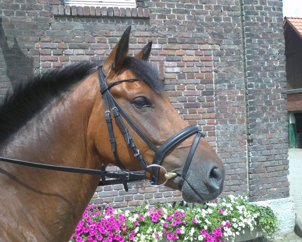 dressage horse Nachero (German Riding Pony, 2005, from Nabucco R)