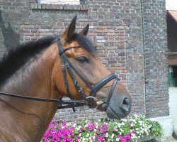 Dressurpferd Nachero (Deutsches Reitpony, 2005, von Nabucco R)