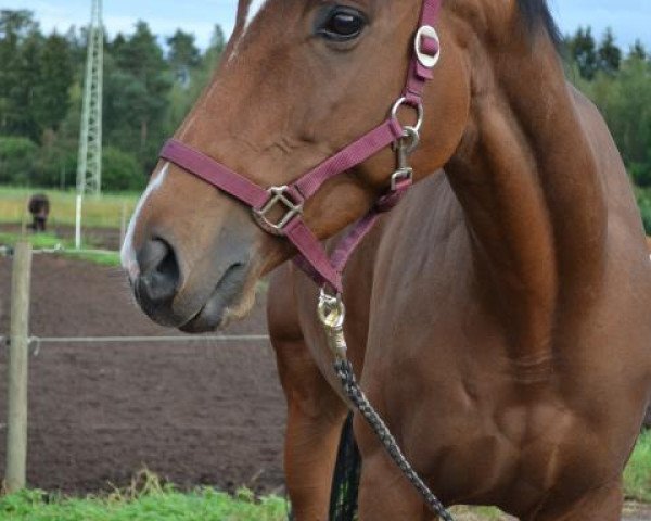 broodmare Dragonheart (Thoroughbred, 2005, from Royal Dragon xx)