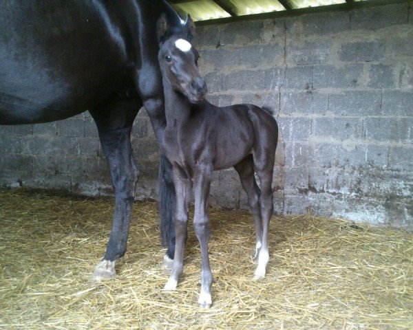 broodmare Dijeridoo (Hanoverian, 2012, from De Niro)