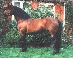 Deckhengst Mahrdorf Trabant (Welsh Pony (Sek.B), 1988, von Rotherwood Tomahawk)