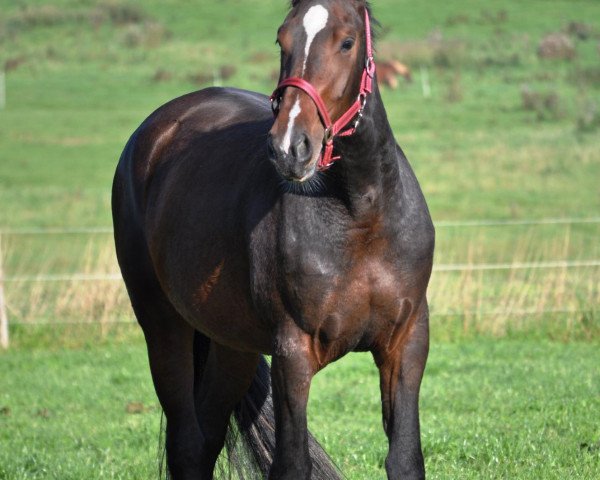 broodmare Ellieh (Rottaler Warmblood, 2007)