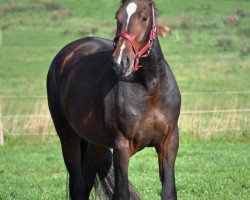 Zuchtstute Ellieh (Rottaler Warmblut, 2007)