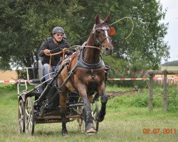 horse Leon 167 (Hanoverian, 1995, from Lavauzelle AA)