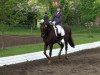 dressage horse Diego 124 (Hanoverian, 1996, from Davignon I)