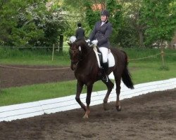 dressage horse Diego 124 (Hanoverian, 1996, from Davignon I)