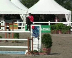 jumper Campino 344 (German Sport Horse, 2005, from Converter I)