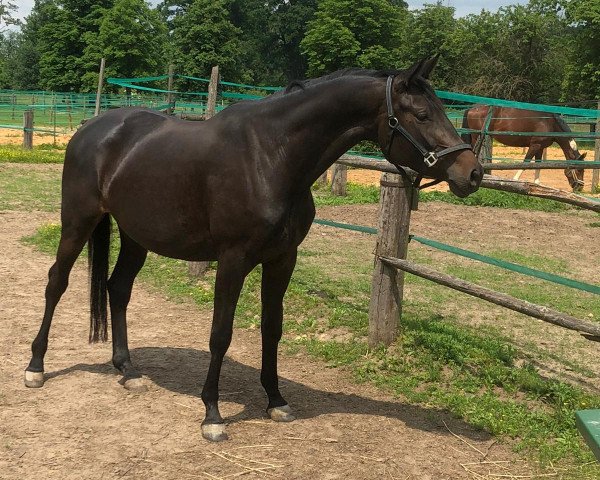 broodmare Saheli (Trakehner, 2017, from Helium)