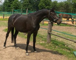 broodmare Saheli (Trakehner, 2017, from Helium)