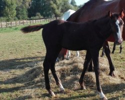 jumper Loverboy Z (Zangersheide riding horse, 2016, from Levisto Z)