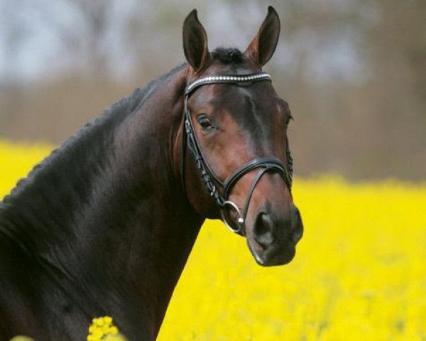 stallion Carlucci 13 (Hanoverian, 2002, from Contendro I)