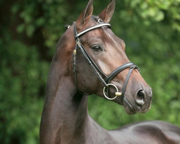 stallion Carenzo (Hanoverian, 2003, from Calido I)