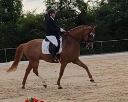 dressage horse Call Me Bond P (German Sport Horse, 2015, from Cassitano)