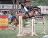 jumper Lone Ranger (Hanoverian, 2013, from Lemwerder)