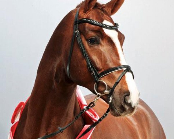 stallion Boegegaardens Boney M (Hanoverian, 2007, from Belissimo NRW)