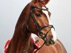 stallion Boegegaardens Boney M (Hanoverian, 2007, from Belissimo NRW)