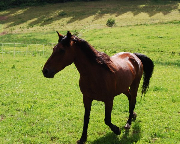 horse Wotan 875 (Little German Riding Horse, 1996)