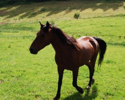 Pferd Wotan 875 (Kleines deutsches Reitpferd, 1996)