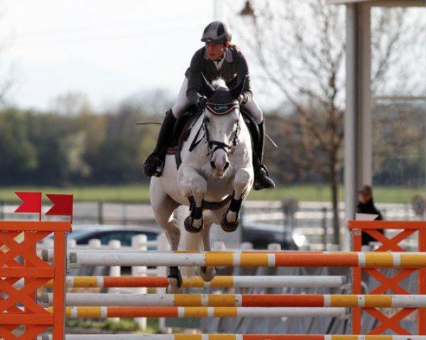 Pferd Renwood MD (KWPN (Niederländisches Warmblut), 1998, von Kenwood)