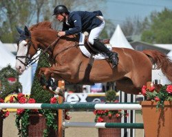 jumper Elvis van de Vrunte (Belgian Warmblood, 2004, from Oleander van de Herkkant)