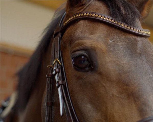 broodmare Talasca (Hanoverian, 2009, from Timolino xx)