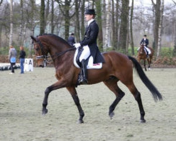 dressage horse Interfloor Next One (KWPN (Royal Dutch Sporthorse), 1995, from Jazz)